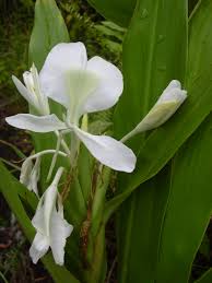 Image result for Hedychium