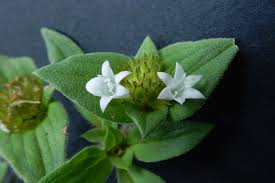 Image result for Richardia scabra