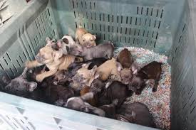 Če ni, potem poskusite s spremembo prehrane. Srce Parajoc Oglas Proti Trgovanju S Pasjimi Mladici Zurnal24