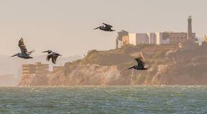 San Francisco Nun Imkansizlar Adasi Alcatraz Seyahat Haberleri
