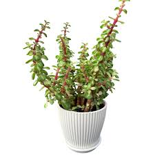 Image result for Portulacaria