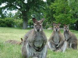Au Jardin Des Kangourous A La Possonniere Venez Rencontrer Des Wallabies En Totale Liberte Vivez Des Instants Exceptionnels Kangourou Animaux Loire Valley