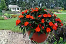 Image result for Impatiens stuhlmannii