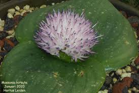 Image result for Mostuea hirsuta