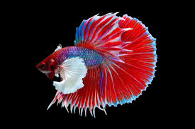 Types Of Betta Fish Names Tail Shape And Color Betta Fish Types Betta Fish Betta