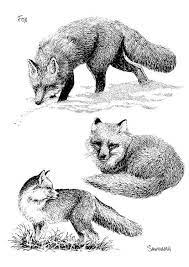 malvorlage fuchs ausmalbild 8568 coloriage renard hameau