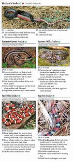 Those they are not venomous, rat snakes will bite if they feel threatened. Snakes Of Kentucky Quick Reference Publishing