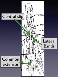 Image result for Elson Extensor Tendon Test