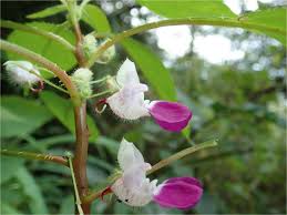 Image result for Impatiens purpureoviolacea