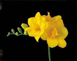 Yellow Single Freesia 25 Bulbs Indoors Out Fragrant 6 Cm Bulbs Rare Flowers Light Bulb Plant House Plant Delivery