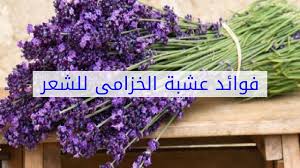 فوائد زيت الخزامي للشعر وصفات منقوع الخزامي للشعر موزاليزا