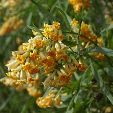 Image result for Freylinia