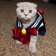 Pin For Later 19 Paws Itively Perfect Cat Costumes Sailor Moon Cat Halloween Costume Geeky Halloween Costumes Cat Costumes