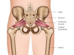 • the sciatic nerve passes just inferior to the piriformis therefore a tight piriformis muscle my contribute to compression on the sciatic nerve. Dr Terence Moopanar Hip Conditions Overview