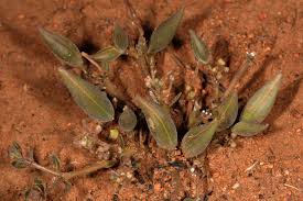 Image result for Raphionacme hirsuta