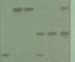 In the dna analysis gizmo™, you will analyze partial dna sequences of. How Is Dna Fingerprinting Used In Forensics Quizlet