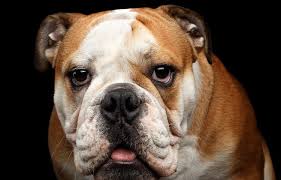 This could be why the british bully is very popular across the country, but it could also. 400 Bulldog Names Awesome Cool And Popular Names For Bully Breeds My Pet S Name