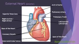 It is directed downward, forward, and to the left, and is overlapped by the left lung and pleura. Internal Heart Interatrial Septum Interventricular Septum Ppt Video Online Download