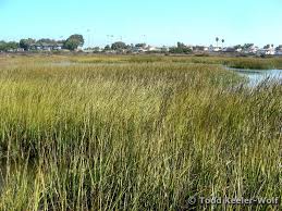 Image result for Scleria foliosa