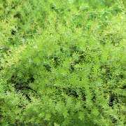 Image result for Asparagus suaveolens