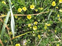 Image result for Trichopteryx fruticulosa