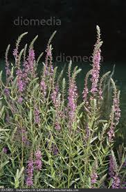 Image result for Lythraceae