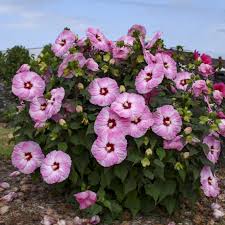 Image result for Hibiscus noldeae