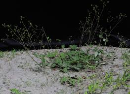 Image result for Boerhavia coccinea