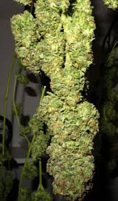 If growing photoperiod feminised cannabis. Indoor Humidity Control For Cannabis Plants Grow Weed Easy