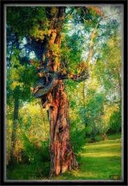 Image result for Pittosporum abyssinicum