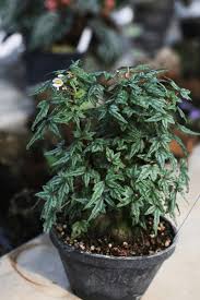 Image result for Erianthemum dregei