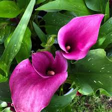 Image result for Zantedeschia