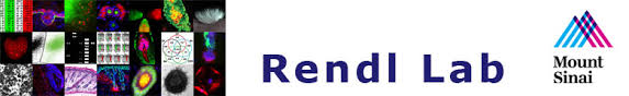 Read on to see the remarkable amount of benefits hair gel has for your hair. Rendl Lab At Mount Sinai Follicle Thought