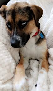 Connecticut husky insurance connecticut husky insurance is one of the most widely popular types of insurance policies in the country. How Would The Mixing Of A Beagle And A Husky Result Quora