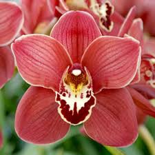 Shop online at asda groceries. How To Repot An Orchid Orchid Composts The North Of England Orchid Society