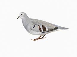 Image result for Paropsia grewioides