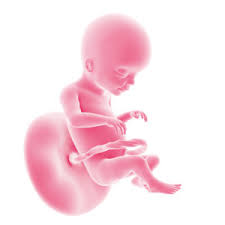 Entwicklung die gebärmutter wächst und hat nun ungefähr die größe einer mandarine erreicht. 20 Ssw Das Herz Deines Babys Schlagt Purzelbaume