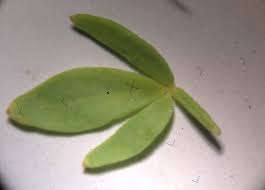 Image result for Fagonia isotricha