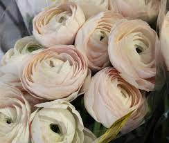 Ranunculus In Neutral Peach Wedding Flower Trends Ranunculus Bouquet Beautiful Flowers