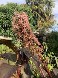 Image result for Erica evansii