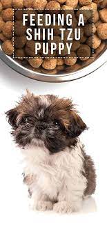 Feeding A Shih Tzu Puppy How Best To Care For Your New Pup Shih Tzu Puppy Shih Tzu Puppy Training Shih Tzu Puppy Care
