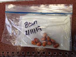 Germinating seeds on paper towel vs. Try This Trick To Test Old Seeds To See If They Will Grow Hello Homestead