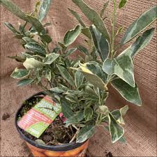 May 07, 2020 · 10 posts published by administrator, teacher during may 2020. Kumquat Centennial Variegated Eising Garden Centre