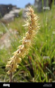 Image result for Holothrix