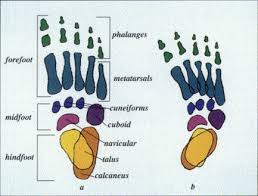 Late heel lift (left foot): Congenital Idiopathic Clubfoot Deformities Sciencedirect