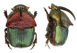 I love rainbow scarabs… and they love poop. Rainbow Scarab A Guide To The Ecdysozoa Insecta Coleoptera Beetles Of Austin And Travis County Tx Usa Inaturalist