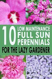 Full Sun Perennials 17 Low Maintenance Plants That Thrive In Sun Gardening From House To Home Full Sun Perennials Perennial Garden Plans Low Maintenance Plants