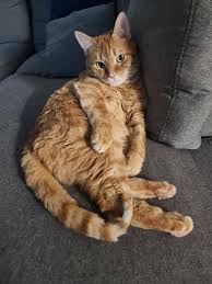 Should I make my cat get a job? : rcats