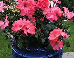 Uncategorized - Anthony Tesselaar Plants