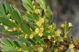 Image result for Clutia